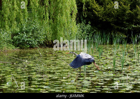 Le Héron cendré (Ardea cinerea) est un prédateur à longues pattes oiseau échassier de la famille des hérons, Ardeidae, les autochtones tout au long de l'Europe tempérée et en Asie et un Banque D'Images