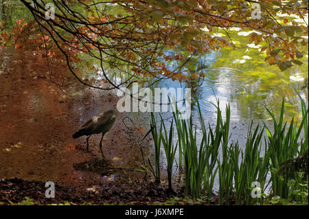 Le Héron cendré (Ardea cinerea) est un prédateur à longues pattes oiseau échassier de la famille des hérons, Ardeidae, les autochtones tout au long de l'Europe tempérée et en Asie et un Banque D'Images