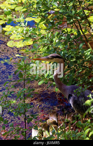 Le Héron cendré (Ardea cinerea) est un prédateur à longues pattes oiseau échassier de la famille des hérons, Ardeidae, les autochtones tout au long de l'Europe tempérée et en Asie et un Banque D'Images