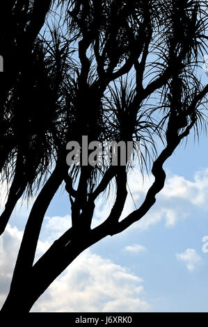 La silhouette des arbres nuages palm fermer blue Belle beauteously belle feuille détail Banque D'Images