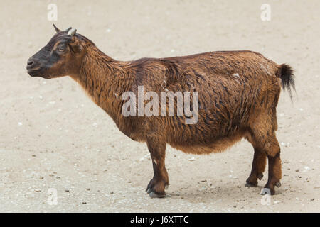 La chèvre domestique (Capra aegagrus hircus). Des animaux de ferme. Banque D'Images