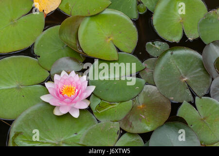 Star lotus (Nymphaea nouchali), également connu sous le nom de nénuphar blanc. Banque D'Images