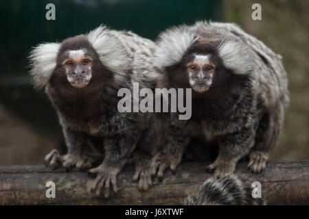 (Callithrix jacchus ouistiti commun). Des animaux de la faune. Banque D'Images