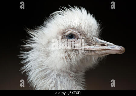 Nandou (Rhea americana), également connu sous le nom de la politique commune de RHEA. Leucistic blanc forme. Banque D'Images