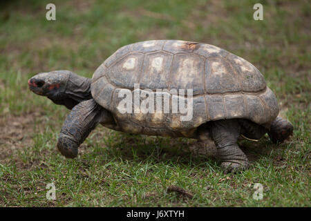 Red-footed tortoise (Chelonoidis carbonaria). Des animaux de la faune. Banque D'Images
