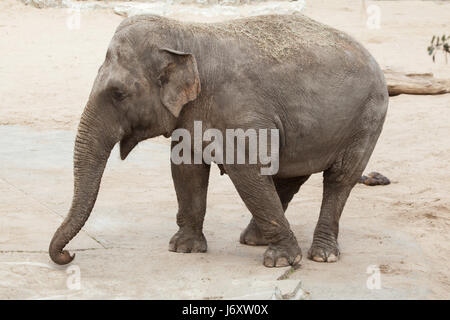 Éléphant d'Asie (Elephas maximus). Des animaux de la faune. Banque D'Images