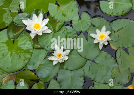 Star lotus (Nymphaea nouchali), également connu sous le nom de nénuphar blanc. Banque D'Images