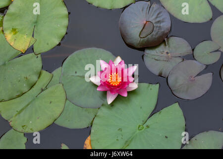 Star lotus (Nymphaea nouchali), également connu sous le nom de nénuphar blanc. Banque D'Images