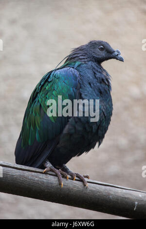 Pigeon Nicobar (Caloenas nicobarica). Des animaux de la faune. Banque D'Images