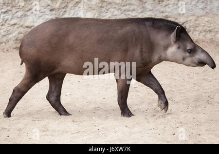 Tapir d'Amérique du Sud (Tapirus terrestris), également connu sous le nom de tapir brésilien. Banque D'Images