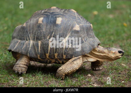 Tortue rayonnée (Astrochelys radiata). Des animaux de la faune. Banque D'Images