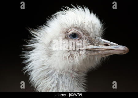 Nandou (Rhea americana), également connu sous le nom de la politique commune de RHEA. Leucistic blanc forme. Banque D'Images