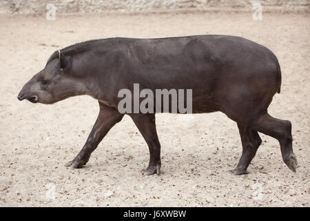 Tapir d'Amérique du Sud (Tapirus terrestris), également connu sous le nom de tapir brésilien. Banque D'Images