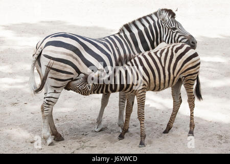 Le zèbre de Chapman (Equus quagga chapmani) allaitant son poulain au Zoo de La Palmyre (Zoo de La Palmyre) dans Les Mathes, Charente-Maritime, France. Trois mois-o Banque D'Images