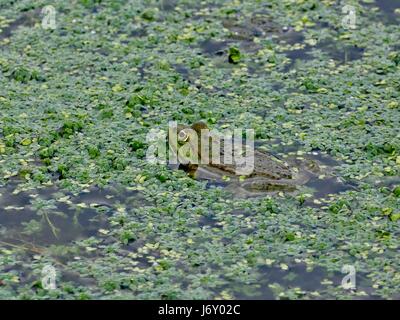 Européen vert grenouille comestible entourée d'eau et de la végétation verte. Bayeux, France Banque D'Images