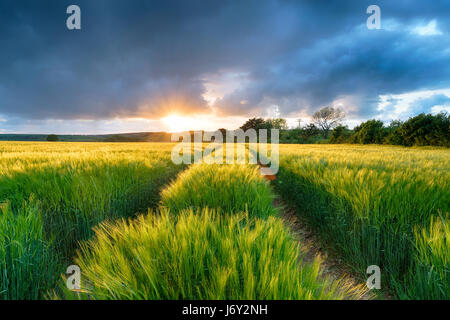 Stormy coucher de soleil sur un champ d'orge poussant dans la campagne près de Cornwall Bodmin Banque D'Images