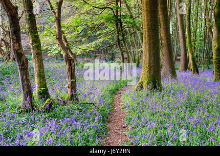 Bois bluebell dans la belle campagne près de Cornouailles Hayle Banque D'Images