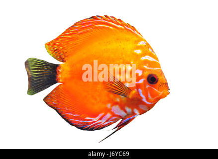 Discus poissons verre calice près des animaux sous l'aquarium pour animaux à bascule jusqu'à Banque D'Images