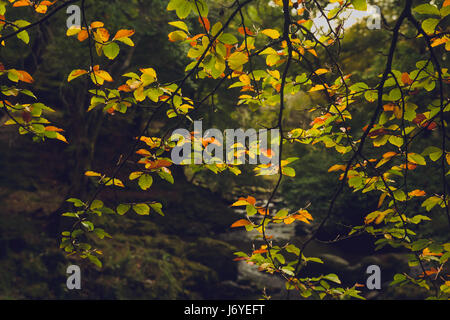 Un groupe de feuilles de couleur vert et jaune sur le premier plan avec vue sur une masse d'eau Cours d'eau claire avec la forêt verte dans le fond. Banque D'Images