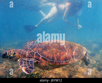 Un plongeur montres une tortue de mer verte piscine de la côte de Maui. Hawaï Banque D'Images