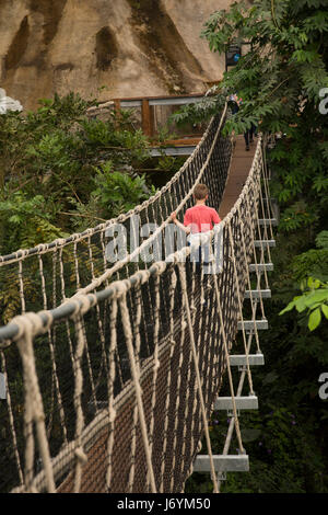 UK, Cornwall, St Austell, Bodelva, Eden Project, le biome de la forêt tropicale, la traversée du pont de corde élevée Banque D'Images