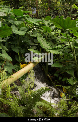 UK, Cornwall, St Austell, Bodelva, Eden Project, le biome de la forêt tropicale, d'un ruisseau qui traverse le feuillage tropical Banque D'Images