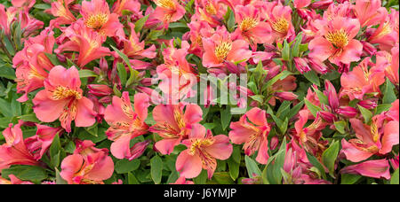 L'alstroemeria rouge fleurs et bourgeons large bannière horizontale Banque D'Images