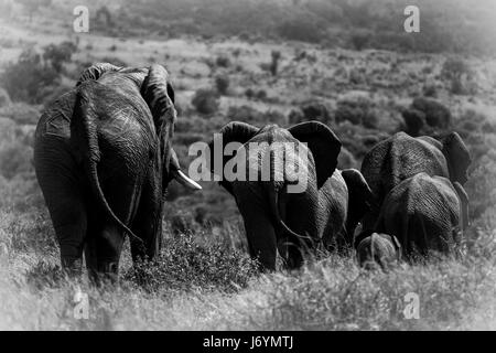 Vue arrière d'un troupeau d'éléphants, Afrique du Sud Banque D'Images