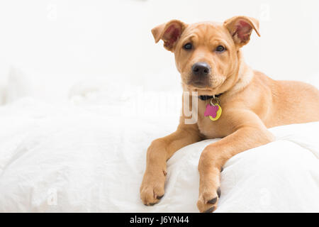 Mélange de terrier Labrador Puppy dog lying on bed Banque D'Images