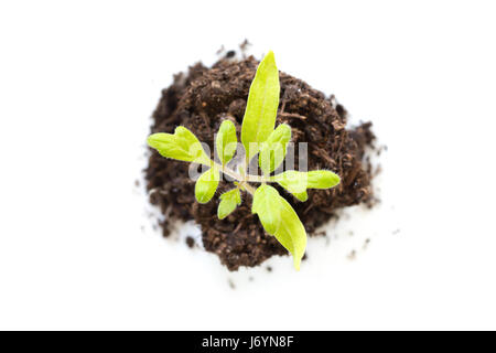 Vue de dessus d'une jeune plante de plus en plus isolé sur fond blanc, nouvelle vie, le jardinage, l'environnement et l'écologie concept Banque D'Images