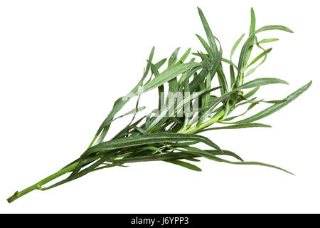 L'Estragon français (Artemisia dracunculus). Chemin de détourage, vue du dessus Banque D'Images