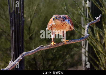 Red Sed Hawk sur une succursale, parc national de Saguaro, Tucson, Arizona, États-Unis Banque D'Images