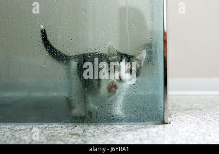 Chat coincé dans une douche humide Banque D'Images