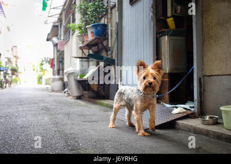 Au yorkshire terrier à Osaka, Japon. Banque D'Images