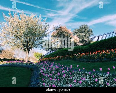 Fleurs au printemps, Guildford, Surrey, Angleterre, Royaume-Uni Banque D'Images