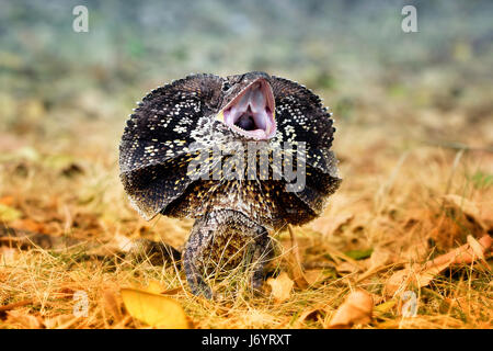L'encolure en colère frilled lizard, Indonésie Banque D'Images