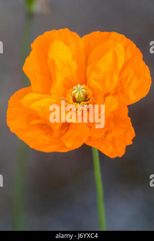 Pétales froissés d'une forme unique de l'orange de l'orange, pavot d'Islande Banque D'Images