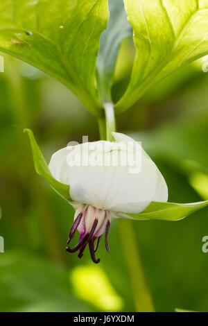 Fleurs blanches et rouges de la hocher service robin, Trillium cernuum, sont cachés sous le feuillage Banque D'Images