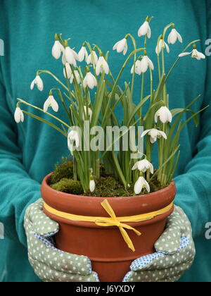 Perce-neige (Galanthus nivalis) underplanted avec moss affiche dans un pot en terre cuite réalisées par des femmes en positions jardinier jardin - Février Banque D'Images