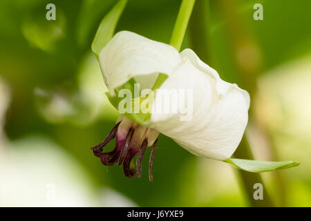 Fleurs blanches et rouges de la hocher service robin, Trillium cernuum, sont cachés sous le feuillage Banque D'Images