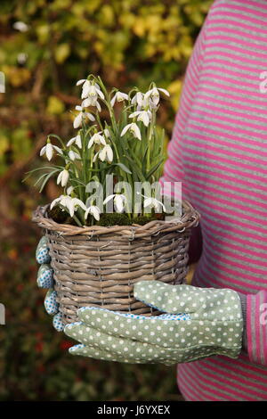 Perce-neige (Galanthus nivalis) underplanted avec moss, dans de jolis tissus transportés par conteneurs jardinier pour le positionnement sur les femmes à l'intérieur d'affichage Banque D'Images