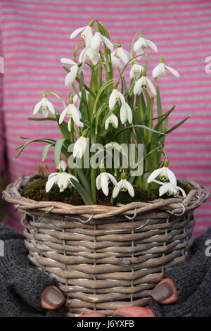 Perce-neige (Galanthus nivalis) underplanted avec moss, dans de jolis tissus transportés par conteneurs jardinier pour le positionnement sur les femmes à l'intérieur d'affichage Banque D'Images