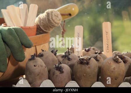 Les plants de pommes de terre chitting à egg fort à l'intérieur sur les rebord de vives et chaudes, afin d'encourager une forte shoots avant de planter dans un jardin anglais Banque D'Images