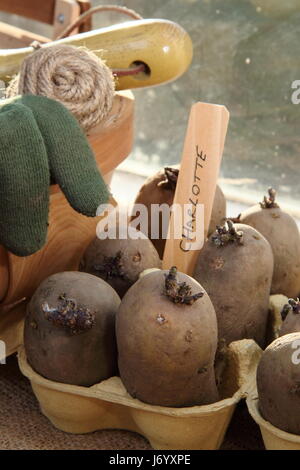 'Charlotte' chitting pommes de terre de semence dans les boxs sur rempotage vives et chaudes de la fenêtre afin d'encourager une forte shoots avant plante dans un jardin anglais Banque D'Images