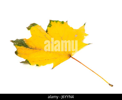 Automne jaunies feuille d'érable. Isolé sur fond blanc. Focus sélectif. Banque D'Images
