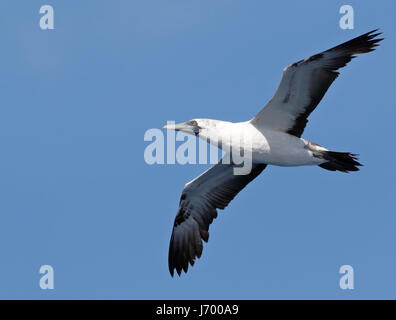 Fou masqué (Sula dactylatra) près d'oiseaux adultes en vol en mer, Brésil Banque D'Images