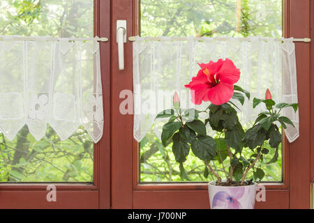 Belle fleur d'Hibiscus rouge en pot sur le rebord de la fenêtre à l'intérieur de maison européenne rustique Banque D'Images