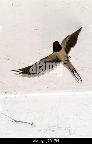 Les oiseaux et les animaux de la faune. Le Swallow nourrit le bébé de nidification des oiseaux, dans une voiture. Banque D'Images