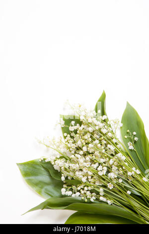 Lilly de la vallée des fleurs et des feuilles bouquet isolé sur un fond blanc. Selective focus Banque D'Images