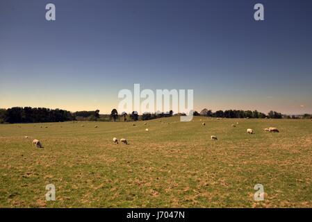 Chatelherault Country Park de brebis dans le paysage avec ciel bleu Banque D'Images